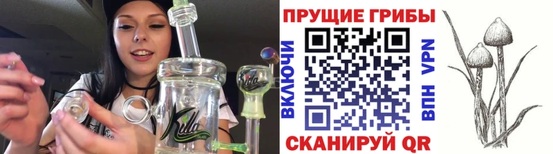 Купить закладки  Венёв  Псилоцибиновые грибы GOLDEN TEACHER 